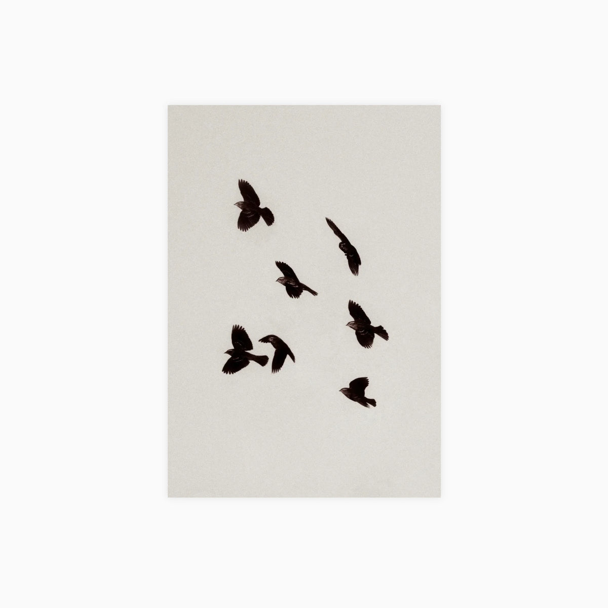 Flight Study II Poster