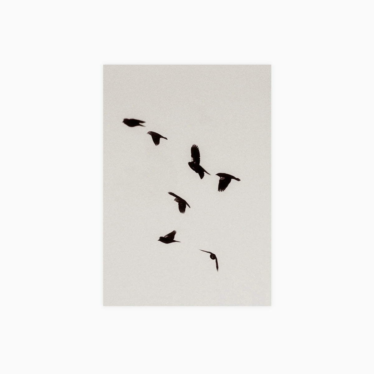 Flight Study III Poster