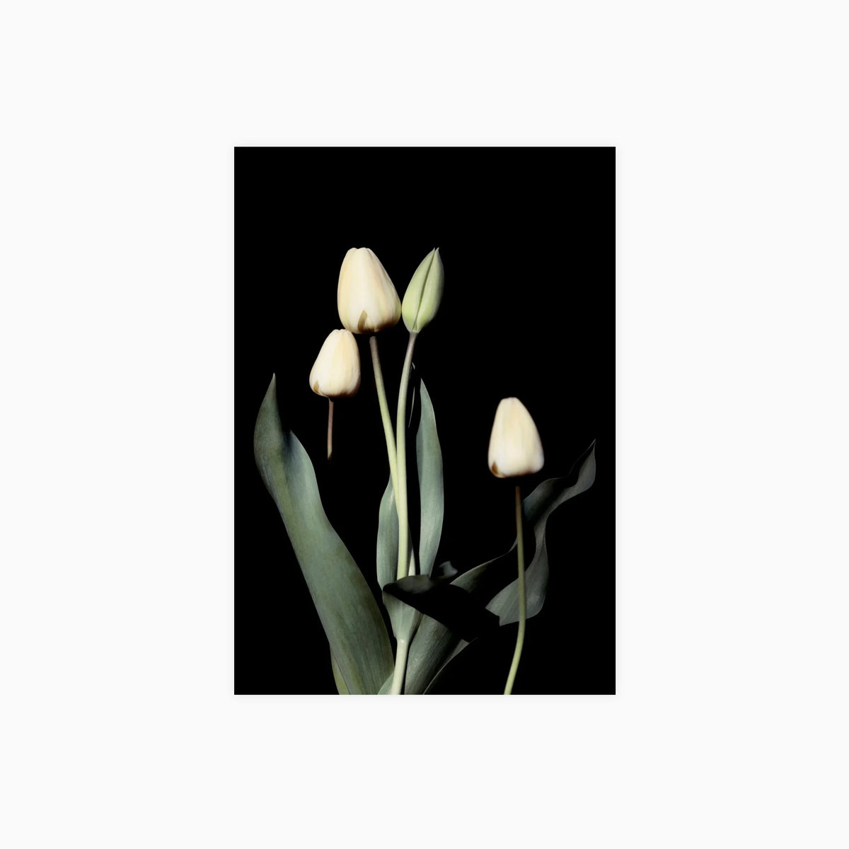 White Tulips Poster