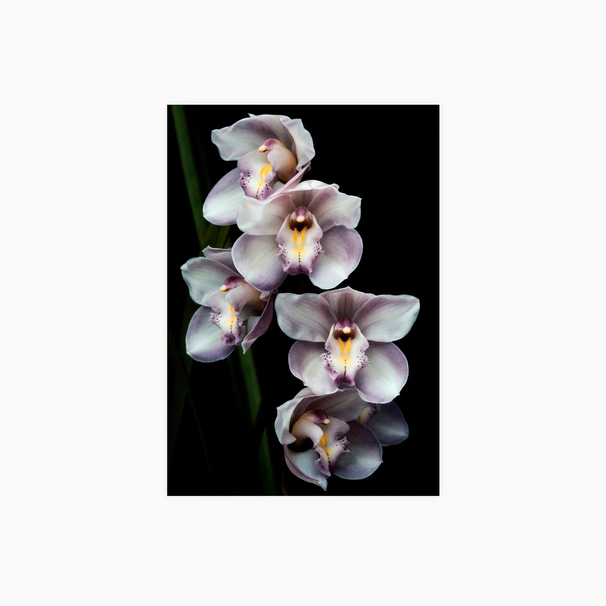 Pearl Cymbidium Orchids II Poster