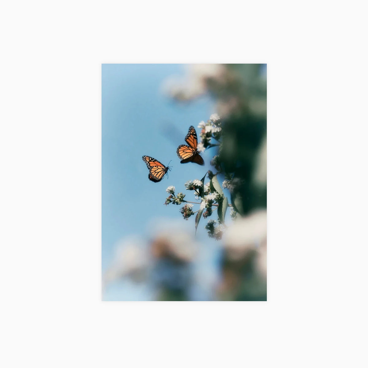 Monarch Butterflies in a Summer Meadow Poster