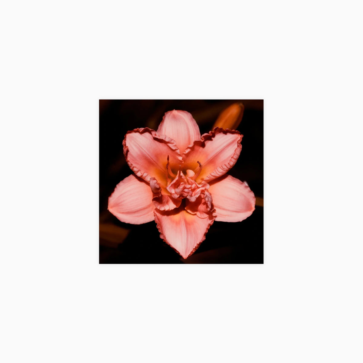 Ruffled Coral Daylily Poster