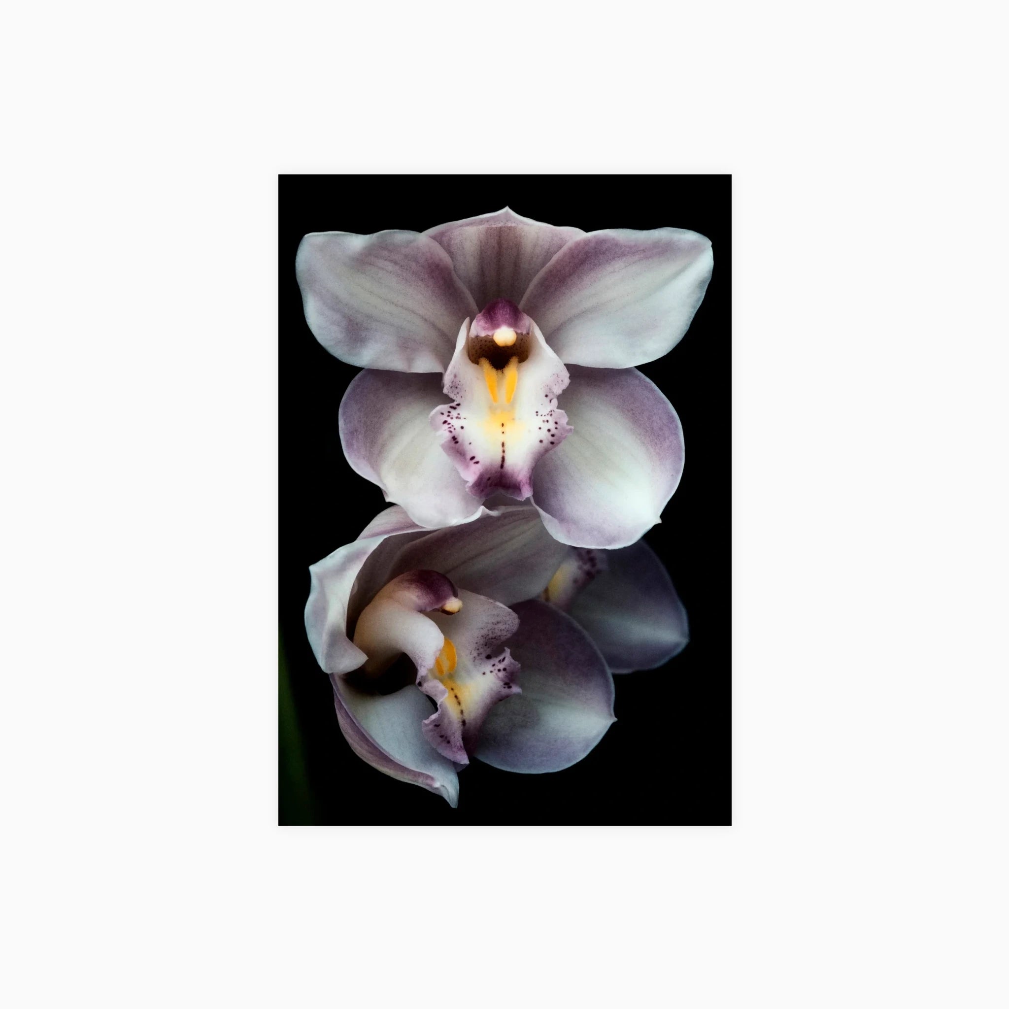 Pearl Cymbidium Orchids Poster