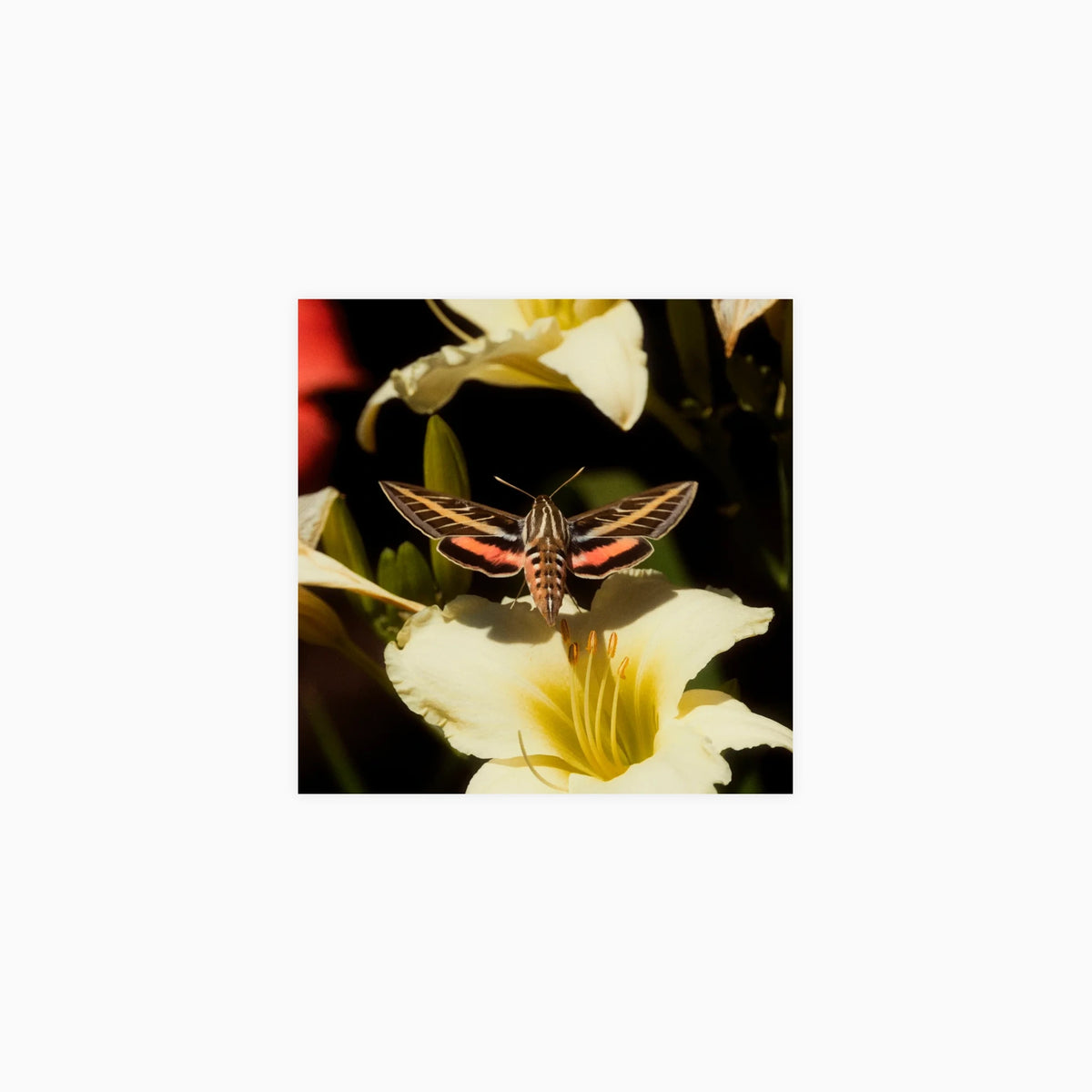 White-Lined Sphinx Moth Poster