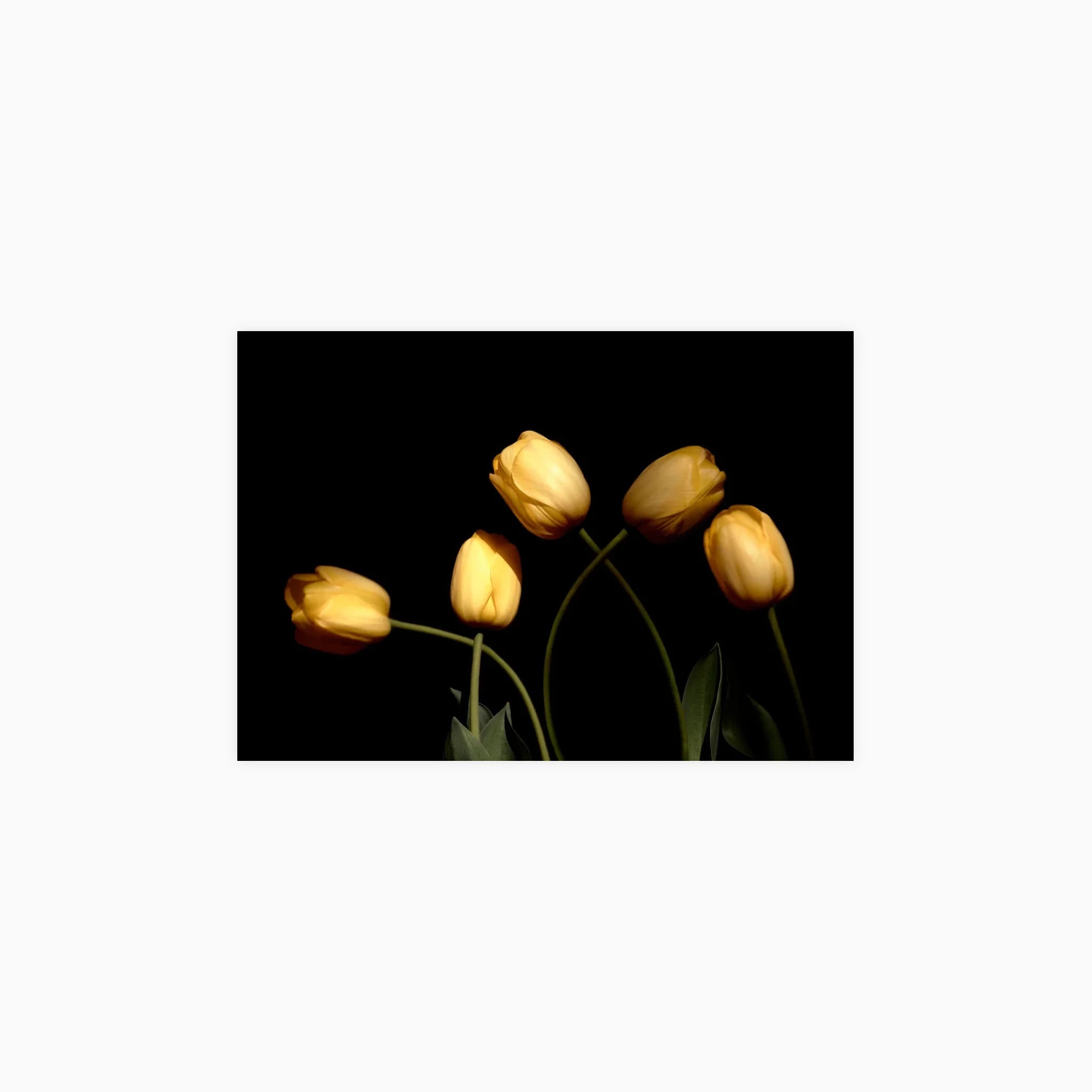 Yellow Tulips Poster