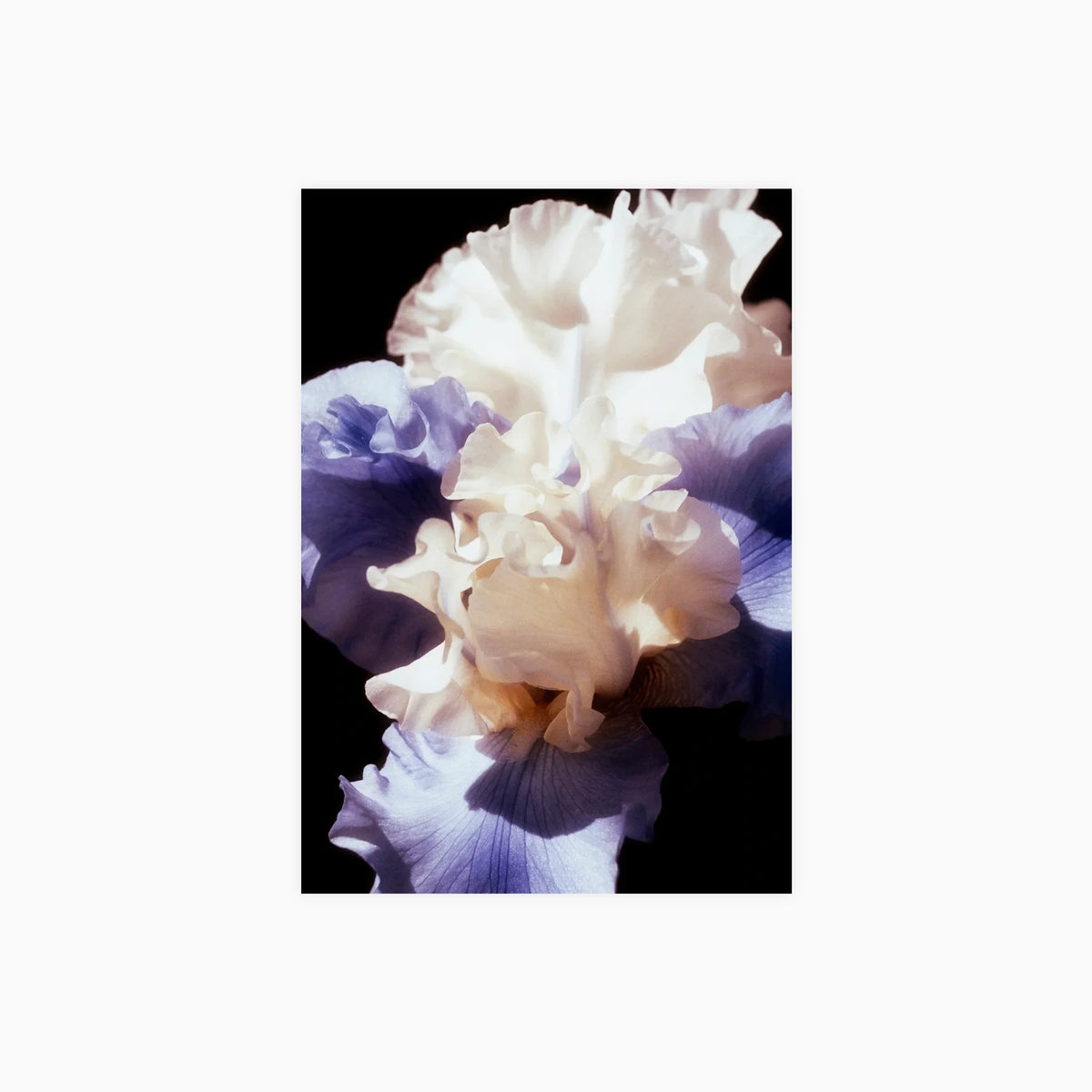 Organic Floral Shapes Poster