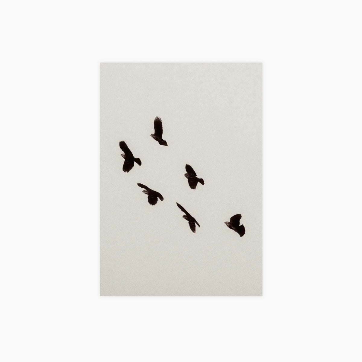 Flight Study I Poster