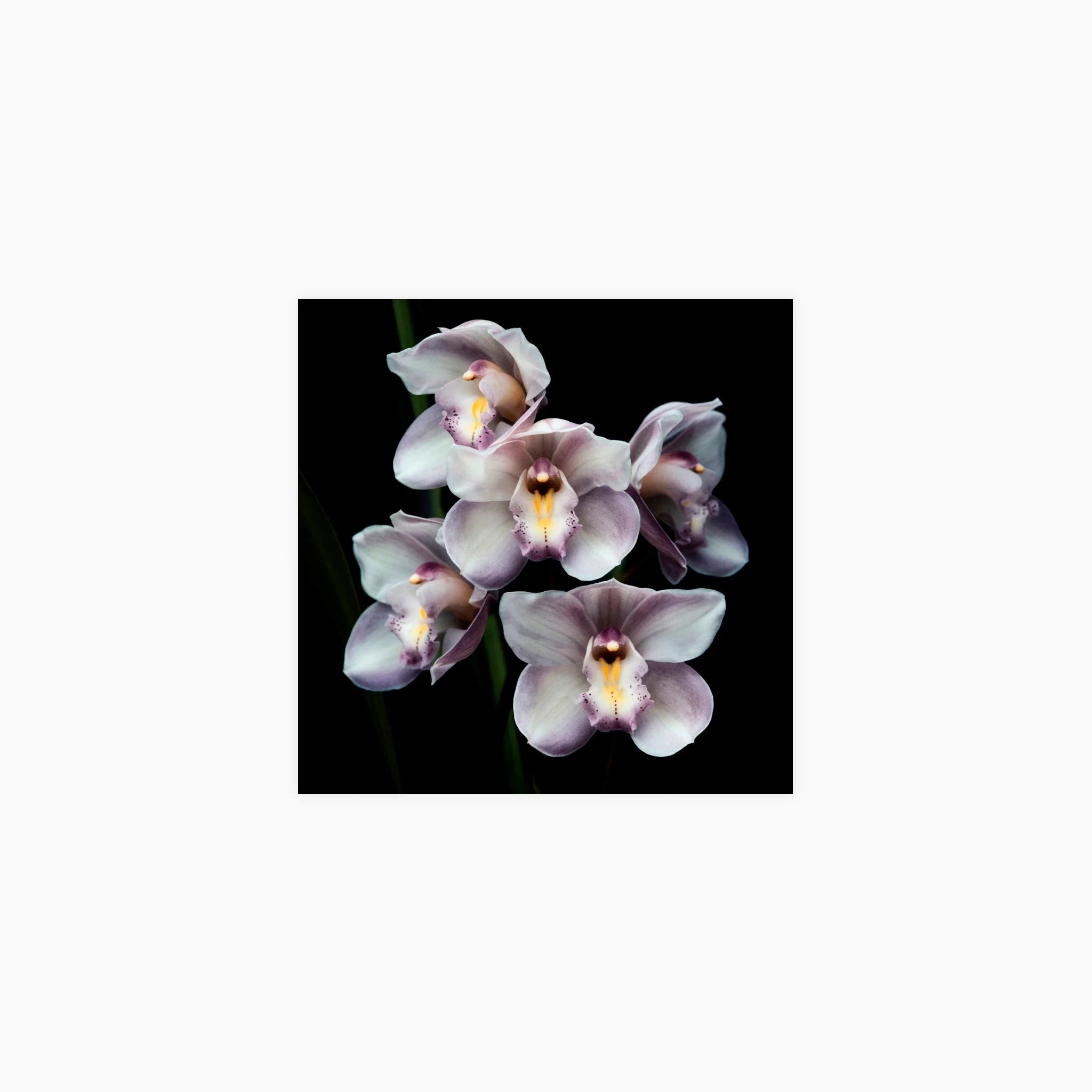 Pearl Cymbidium Orchids III Poster