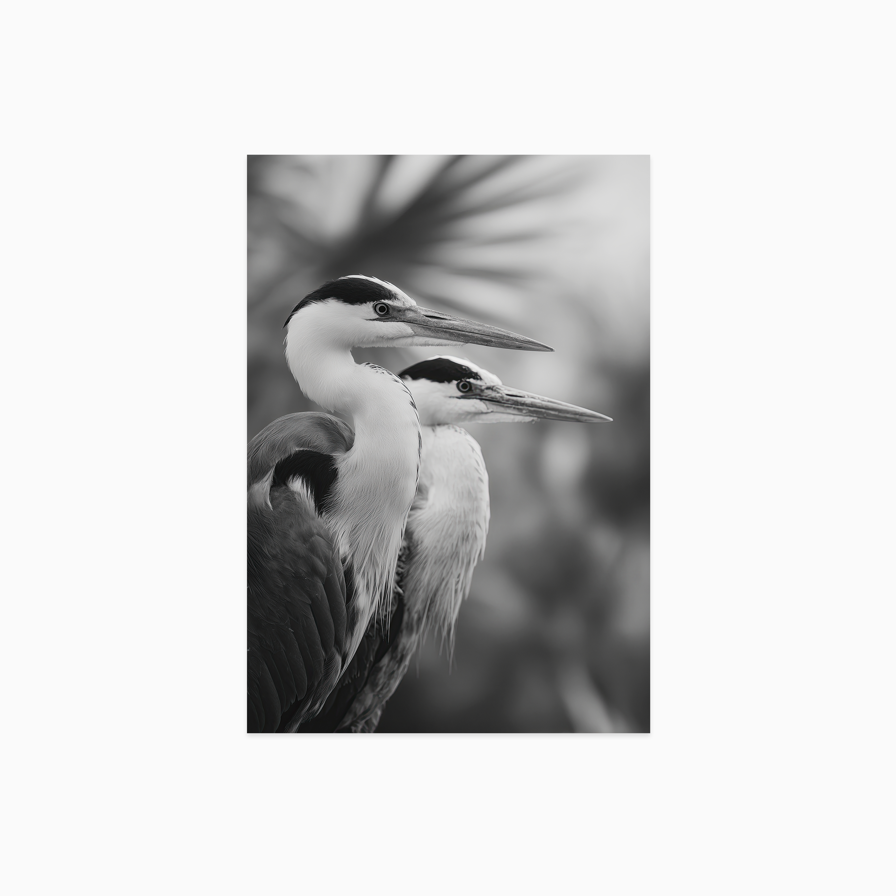 Twin Herons No 01 Poster